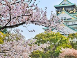 swiece japonskie na fx